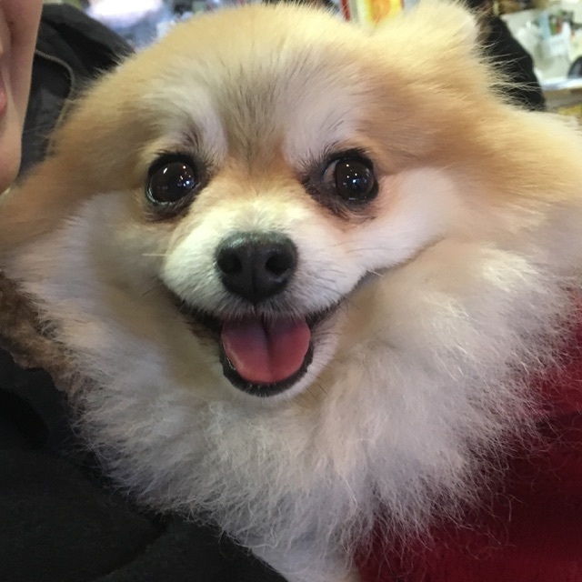 【今日の里帰りワンコ🐶トイプードルのむっちゃん💕ポメラニアンの夢花ちゃん💕チワワの恋くん💕No,2】